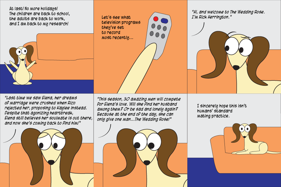 51. The Wedding&nbsp;Rose